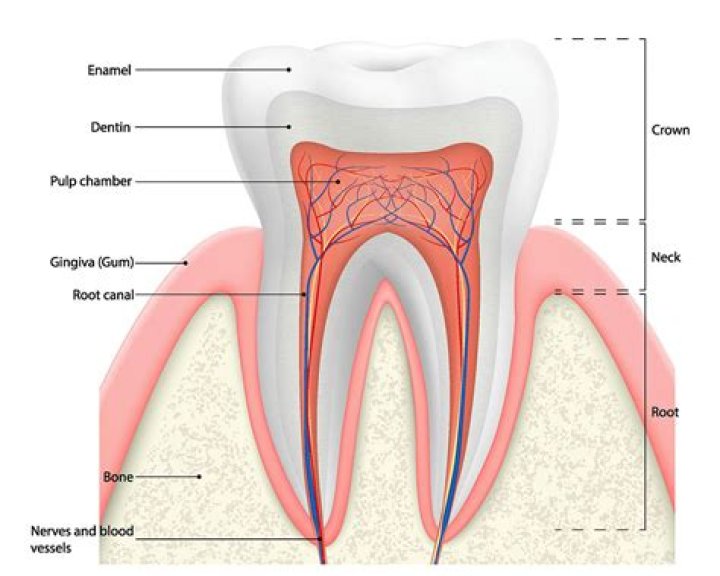How common is it to not have lateral incisors?