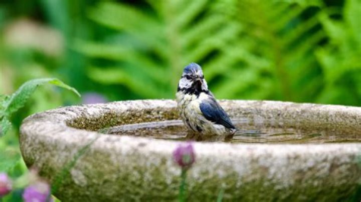 How deep should my bird bath be?