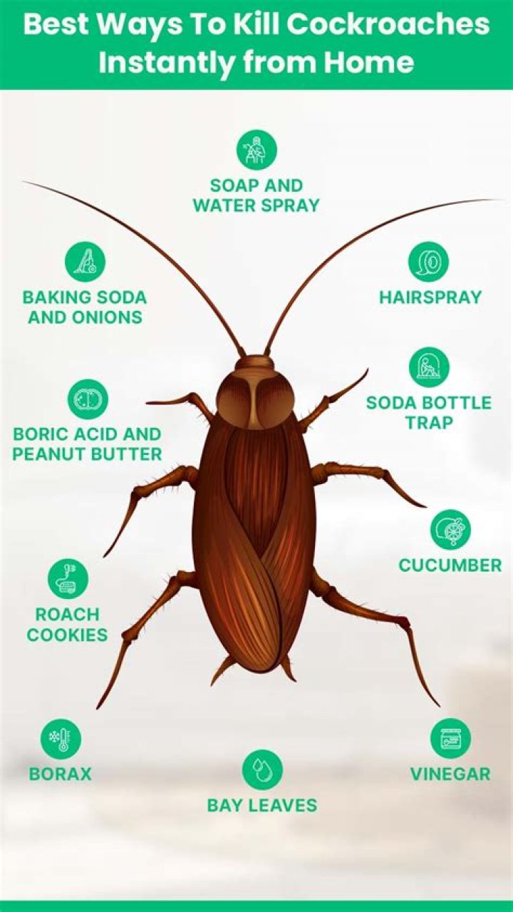 How dirty is a cockroach?