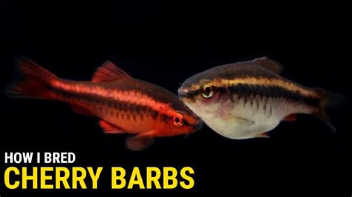 How do barbs breed?