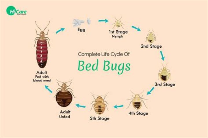 How do bed bugs originally start?