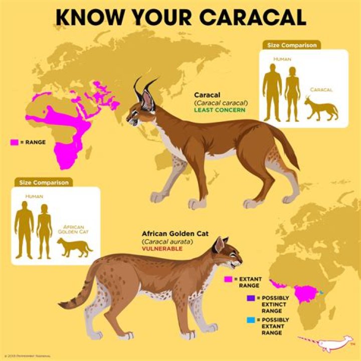 How do Caracal communicate?