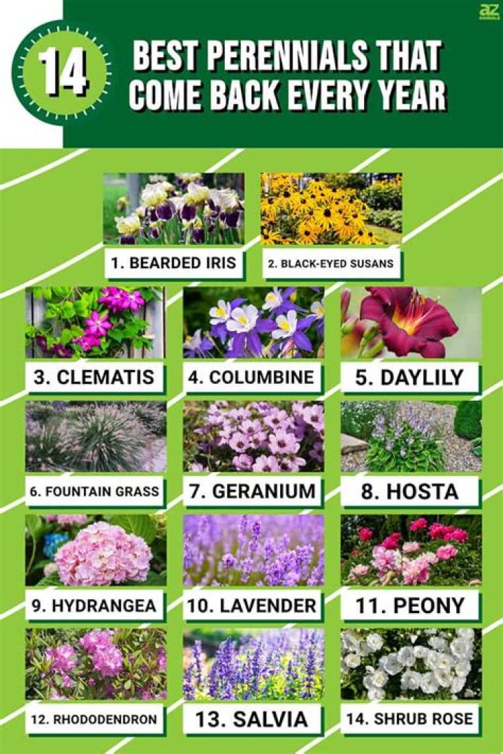 How do chives come back every year?