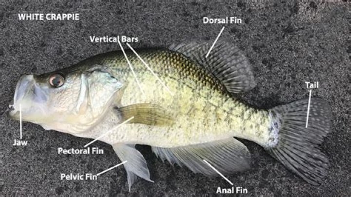 How do crappie see?