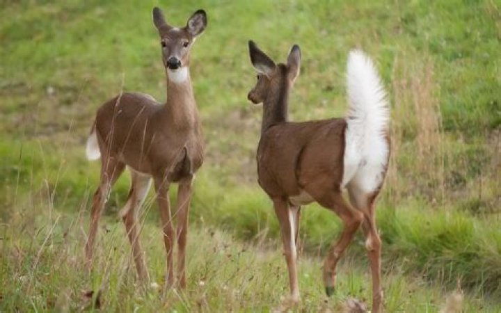 How do deer greet each other?