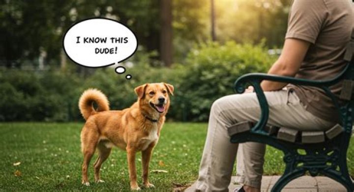 How do dogs remember their owners?