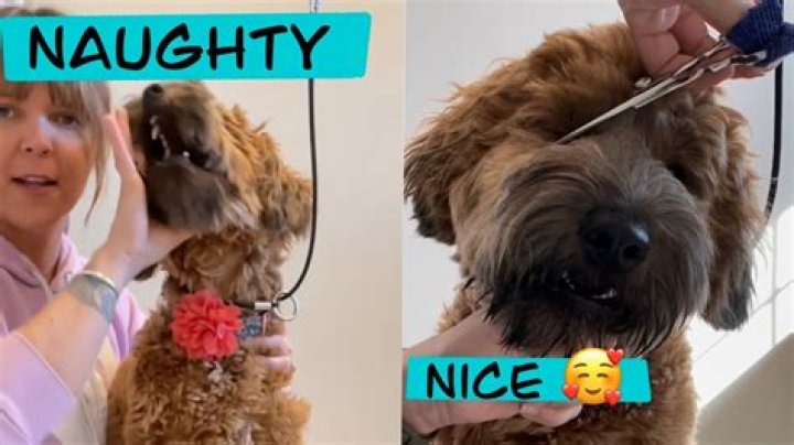 How do groomers keep dogs still?