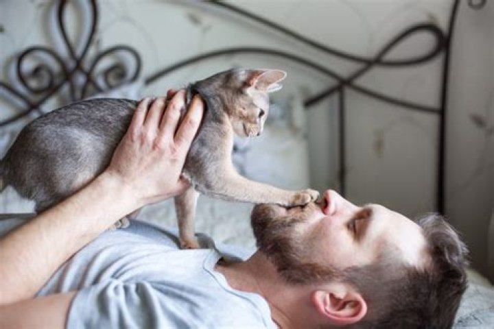 How do I apologize to my cat?