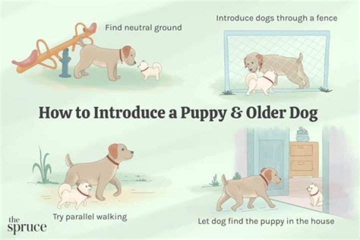 How do I calm my puppy down?