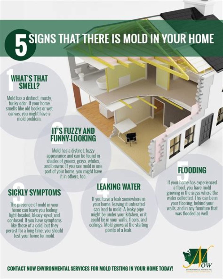How do I find out if I have mold in my home?
