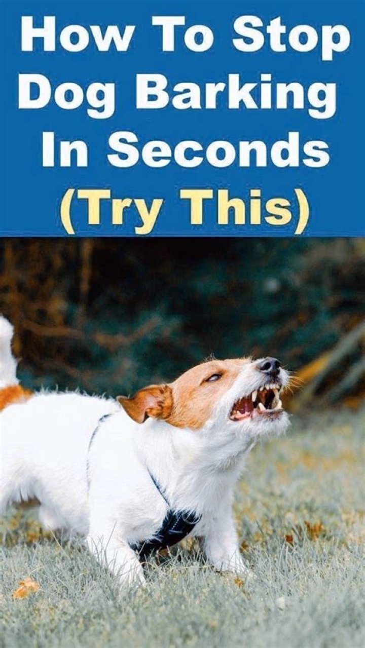How do I get my dog to stop barking at the back fence?