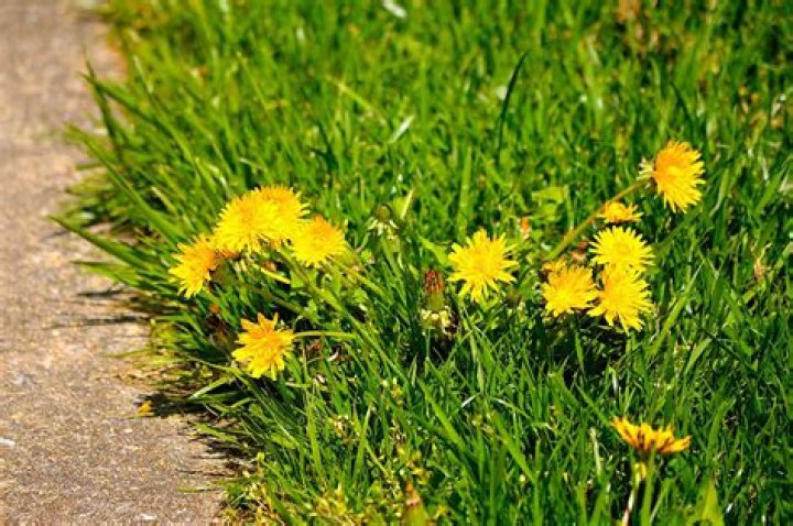How do I get rid of dandelions on my lawn?