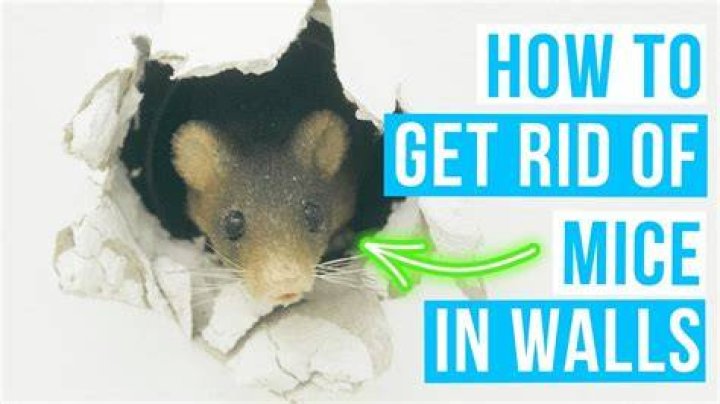 How do I get rodents out of my walls?