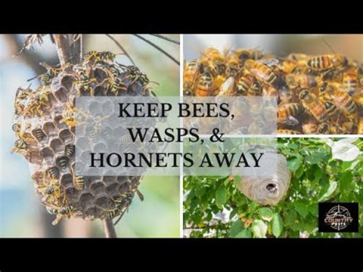 How do I keep wasps away?