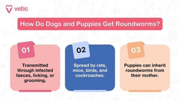How do I know if I get roundworms from my dog?