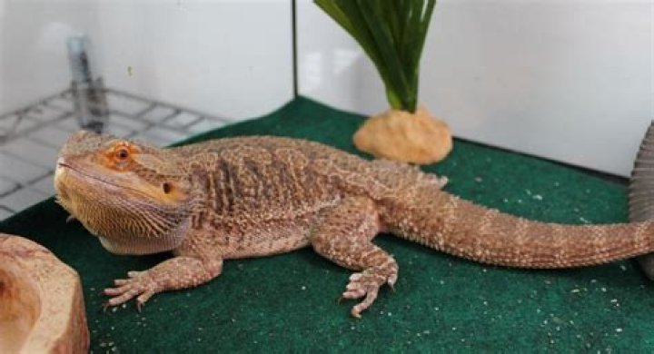 How do I know if my bearded dragon is citrus?
