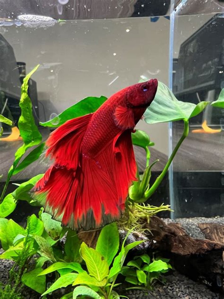 How do I know if my fish tank is healthy?