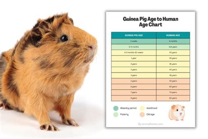 How do I know if my guinea pig is bored?