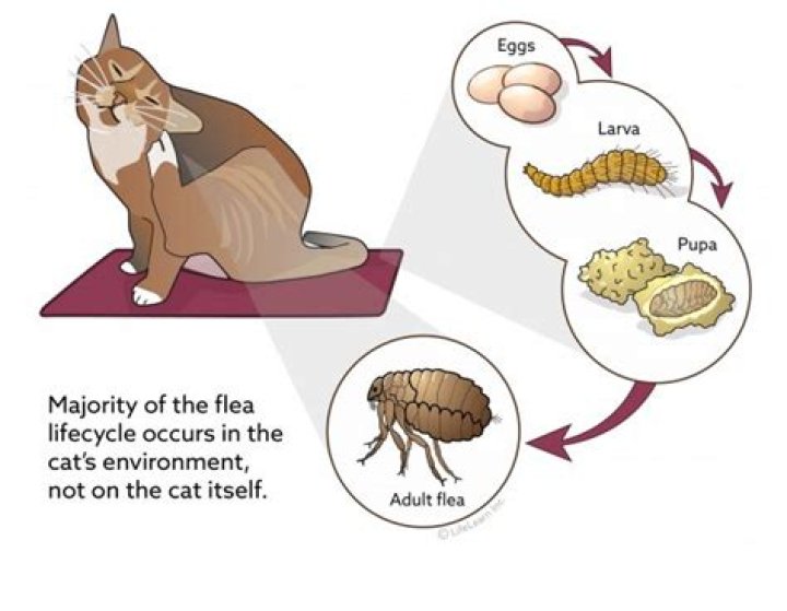 How do I know the fleas are gone?