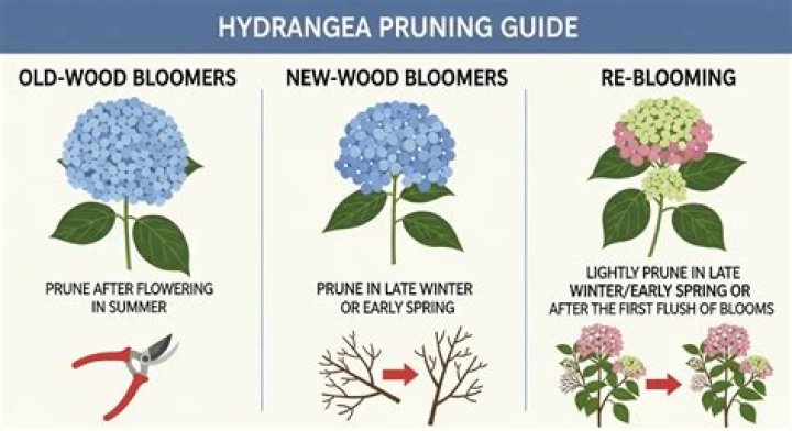 How do I know what type of hydrangea I have?