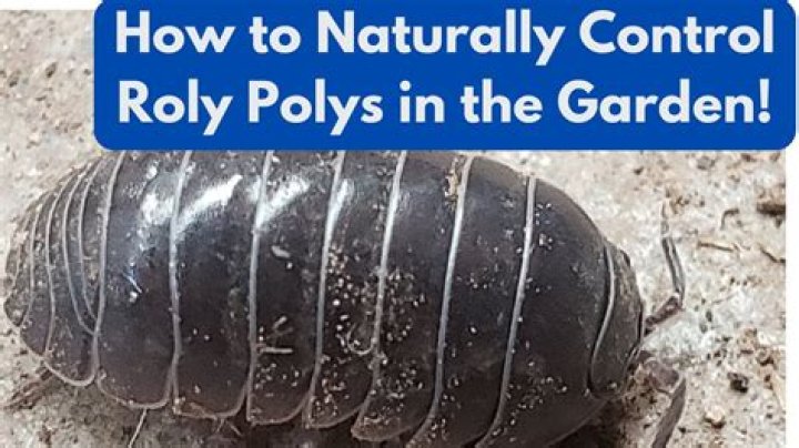 How do I know when Poly is dry?