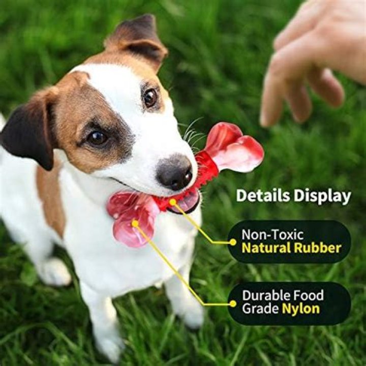 How do I make my dog less aggressive?