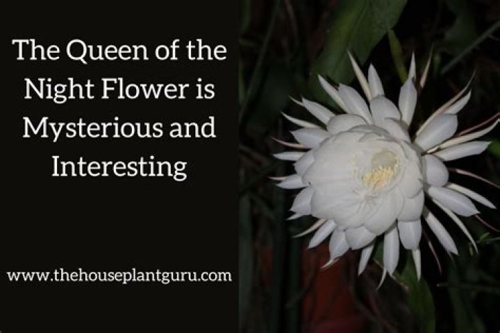 How do I make queen of the night bloom?