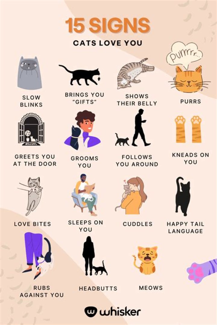 How do I show my cat I love her?