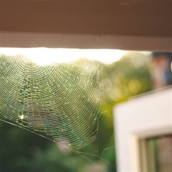 How do I spider proof my house?