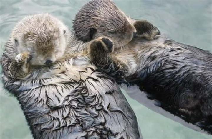 How do otters sleep?