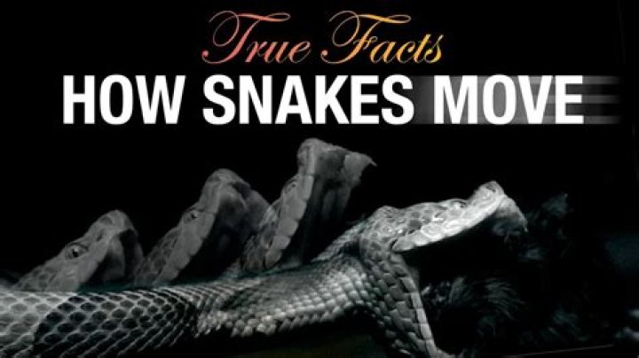 How do snakes move after death?