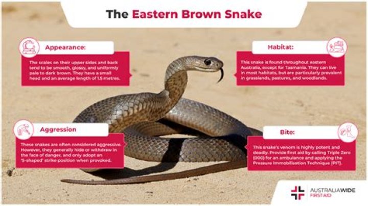 How do snakes survive in wine?