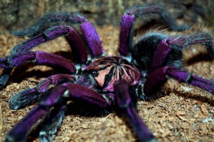 How do tarantulas survive winter?
