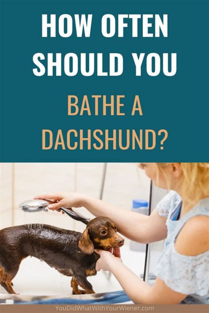 How do you bathe a dog like a professional?