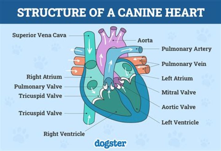 How do you break a dog's heart?