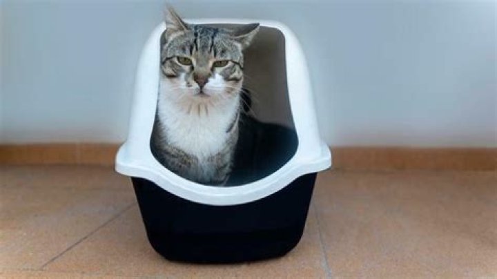 How do you dispose of kitty litter?