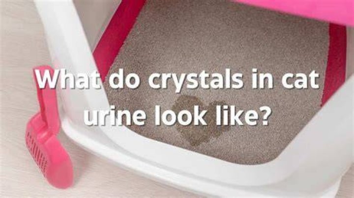How do you dissolve crystals in cats naturally?