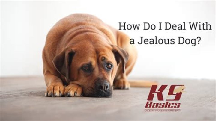 How do you fix a jealous dog?