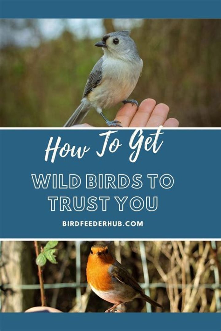 How do you get a bird to trust you?