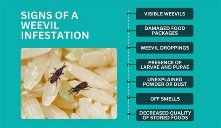 How do you get rid of a weevil infestation?
