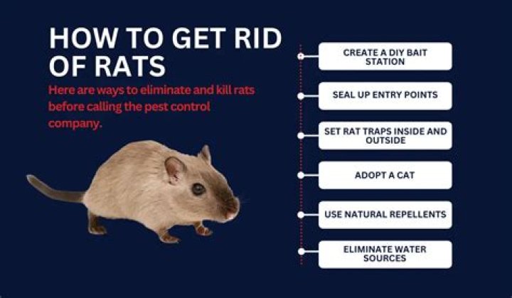 How do you get rid of tree rats?
