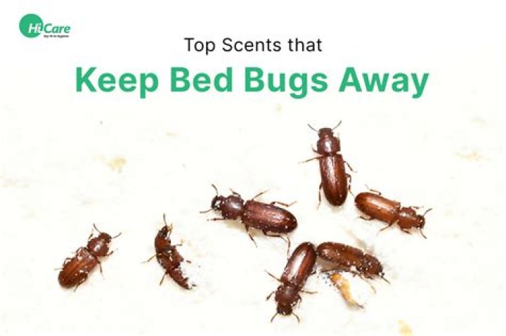 How do you keep bed bugs from spreading?