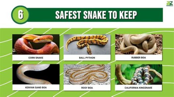 How do you keep snakes warm without a heat lamp?