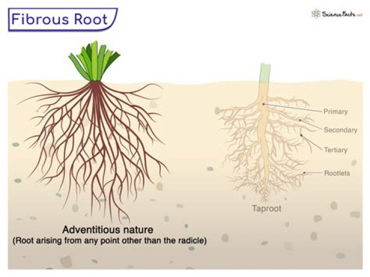 How do you know if roots are dead?