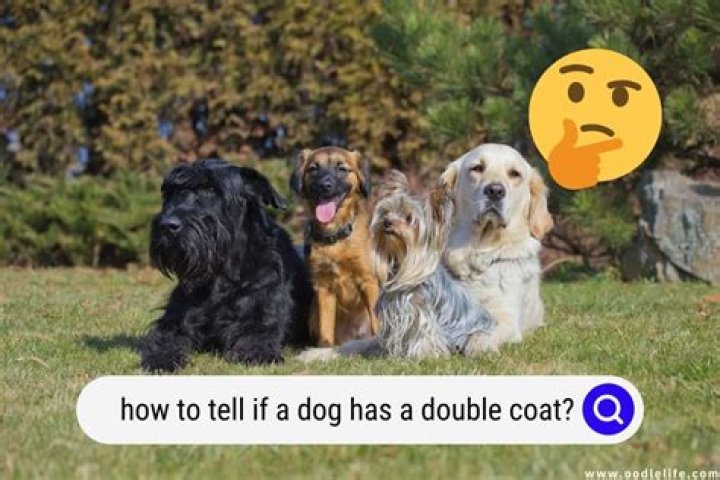 How do you know if your dog has a crush on you?