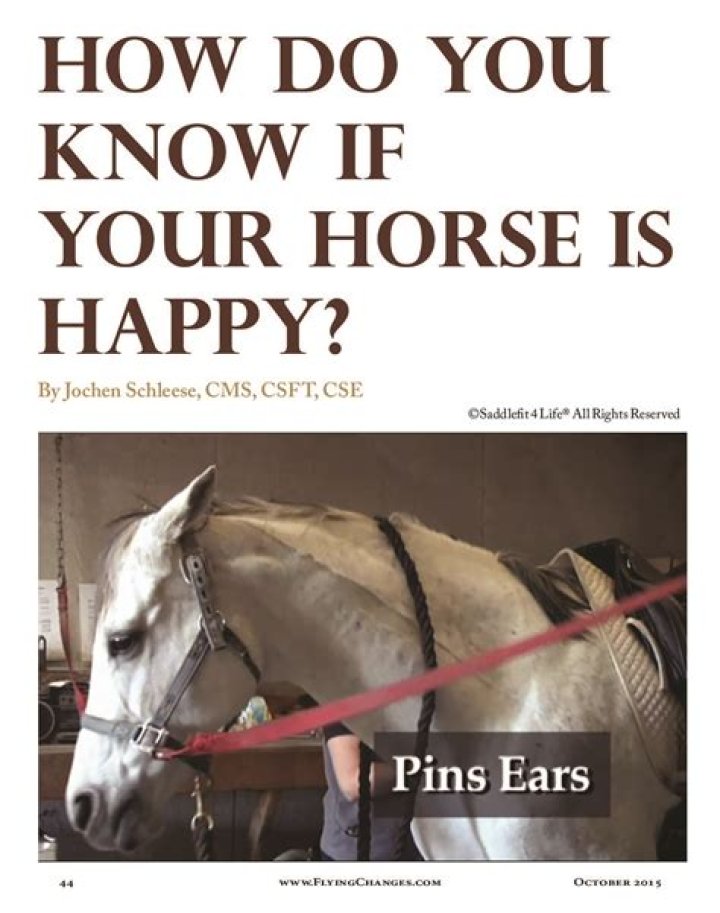 How do you know if your horse is happy?