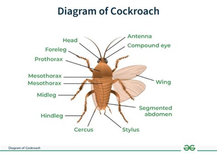 How do you lure a cockroach out of hiding?