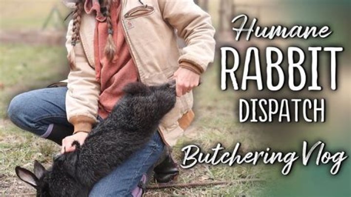 How do you poison a rabbit humanely?