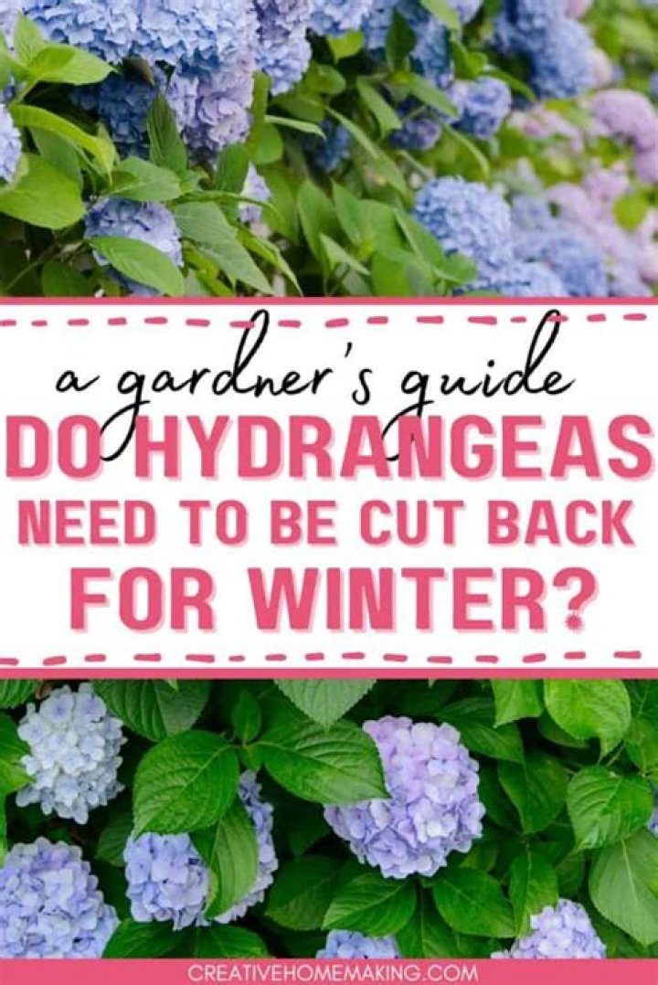 How do you prepare hydrangeas for the winter?