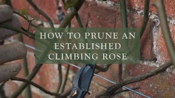 How do you prune an old climbing rose?